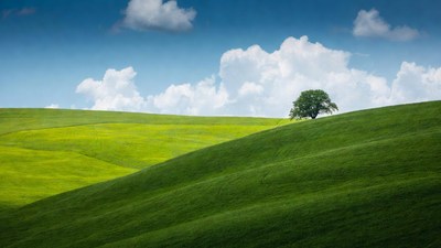 Lone Tree on Green Rolling Hills