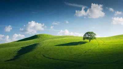Lone Tree on Green Hills