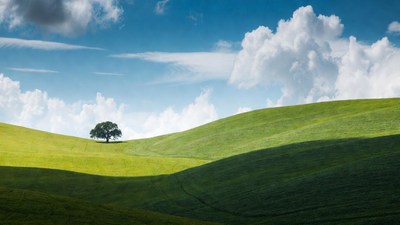 Lone Oak Tree in Green Hills