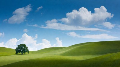 Lone Oak Tree on Green Hills