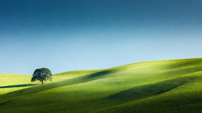 Lone Oak Tree on Green Hills