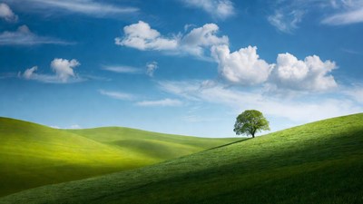 Lone Tree on Green Rolling Hills