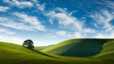 Lone Oak Tree on Green Hills
