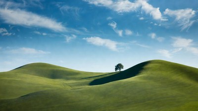 Lone Tree on Rolling Green Hills