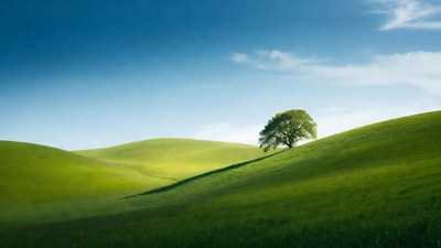 Lone Tree on Green Rolling Hills