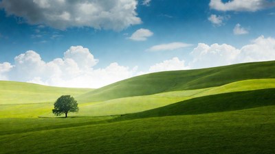 Lone Tree in Green Rolling Hills