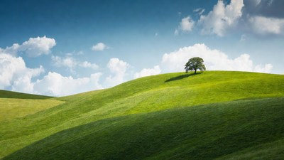 Lone Tree on Green Rolling Hills
