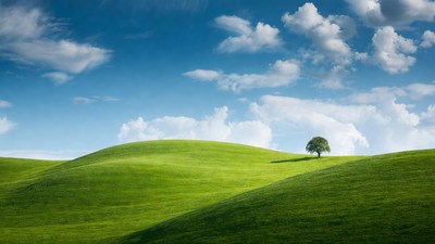 Lone Tree on Green Hills