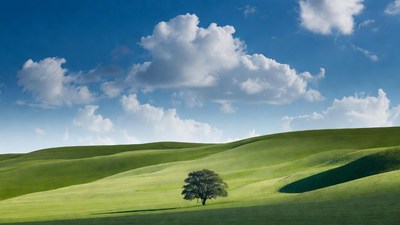 Lone Tree on Green Rolling Hills