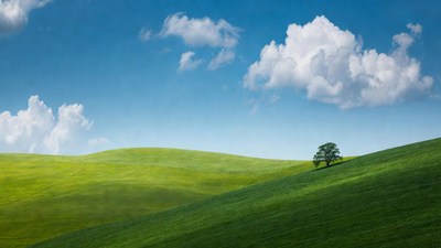 Lone Oak Tree on Green Hills