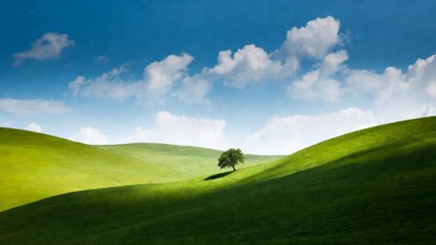 Lone Tree on Green Hills