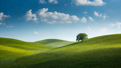 Lone Oak Tree on Green Hills