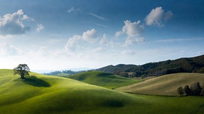 Lone Oak Tree on Rolling Green Hills
