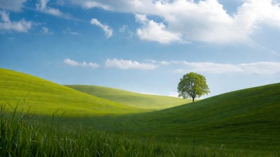 Lone Tree on Green Hills