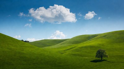 Lone Oak Tree in Green Rolling Hills