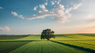 Lone Oak Tree in Green Fields