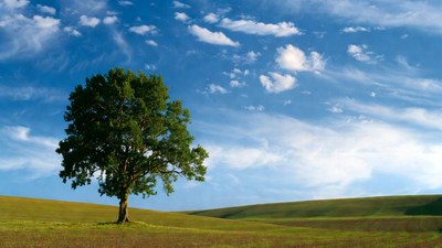 Lone Tree on Green Hillside
