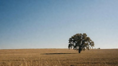 Lone Oak Tree in Dry Grassland