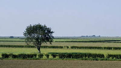 Lone Tree in Green Fields