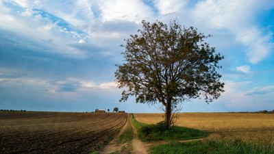 Lone Tree on Country Path