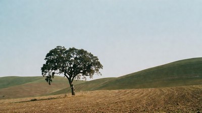 Lone Oak Tree in Rolling Hills