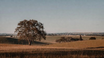 Lone Oak Tree on Golden Hills