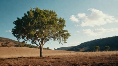 Lone Tree in Dry Grassland Landscape