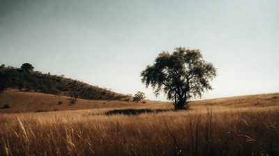 Lone Tree in Golden Grassland