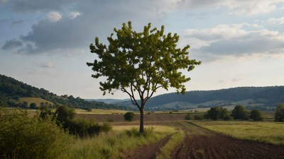 Lone Tree on Countryside Path