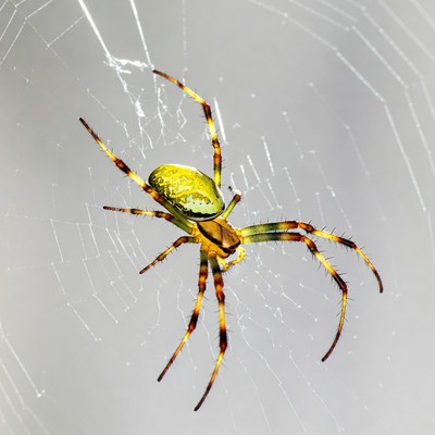 Green orb weaver spider on web