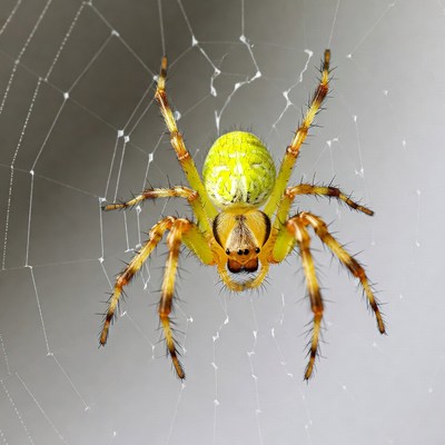 Green orb-weaver spider on web