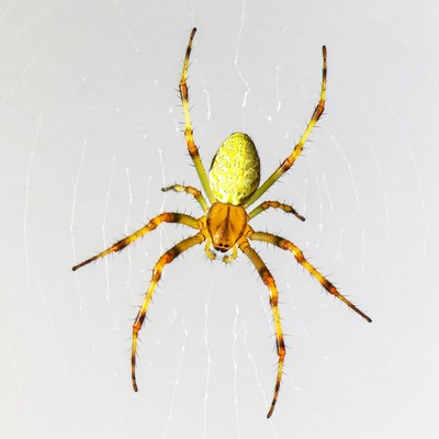 Yellow garden spider on web