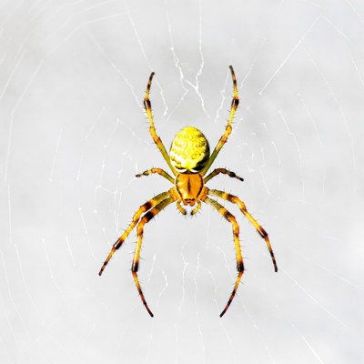 Yellow garden spider on web