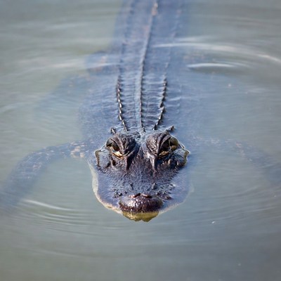 Alligator in shallow water
