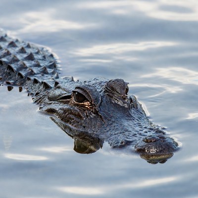 Crocodile head emerging from water