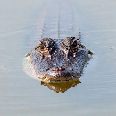 Alligator swimming in shallow water