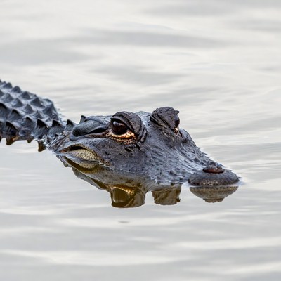 Alligator swimming in water