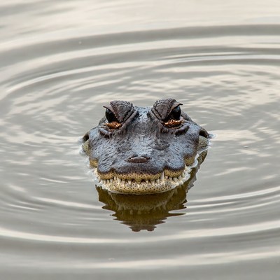 Alligator head emerging from water