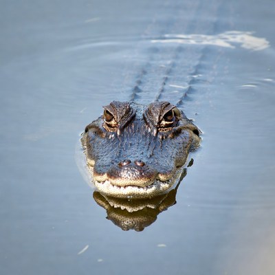 Alligator swimming in water