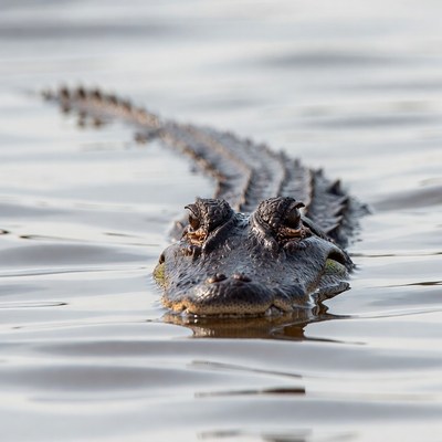 Alligator swimming in water