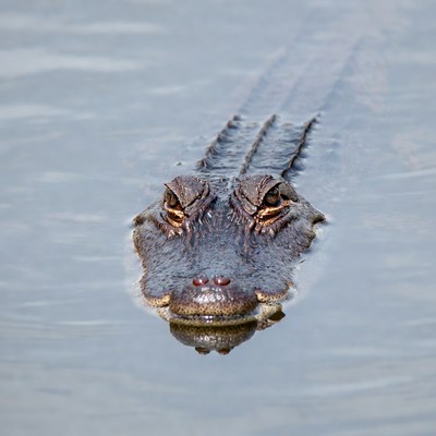 Alligator swimming in water