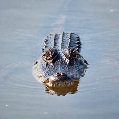 Alligator head emerging from water