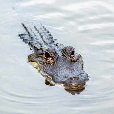 Alligator swimming in water