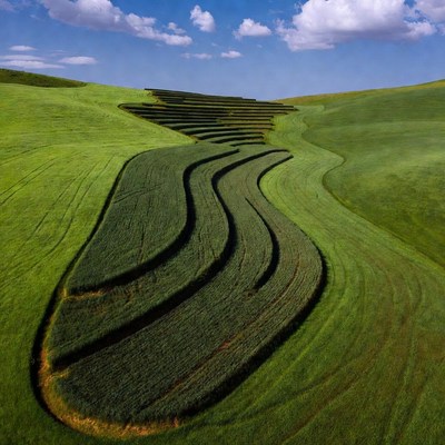 Green Hills with Curved Terraced Fields