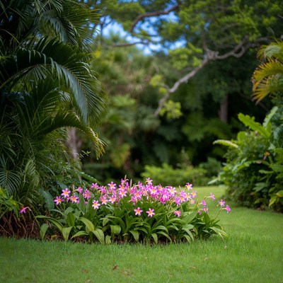 Pink Orchids in Tropical Garden