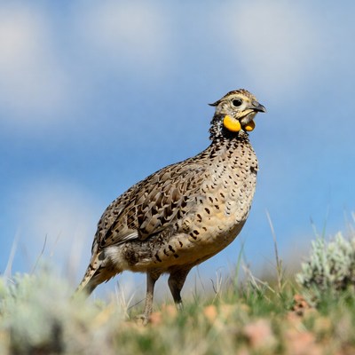 Grouse standing in grass