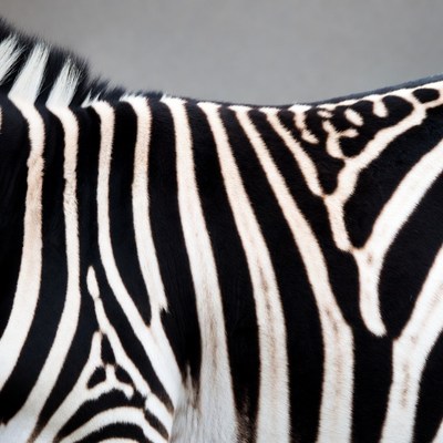 Zebra stripes close-up