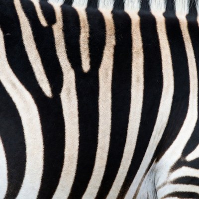 Zebra stripes close-up