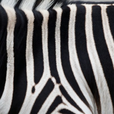 Zebra stripes close-up