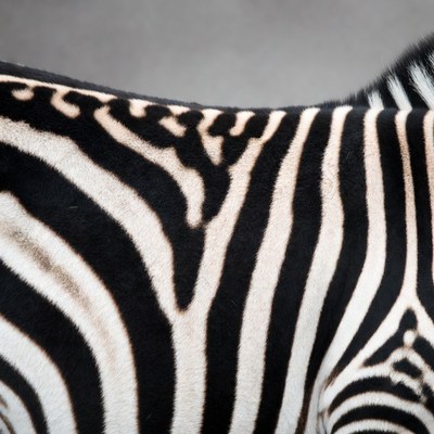 Zebra stripes close-up